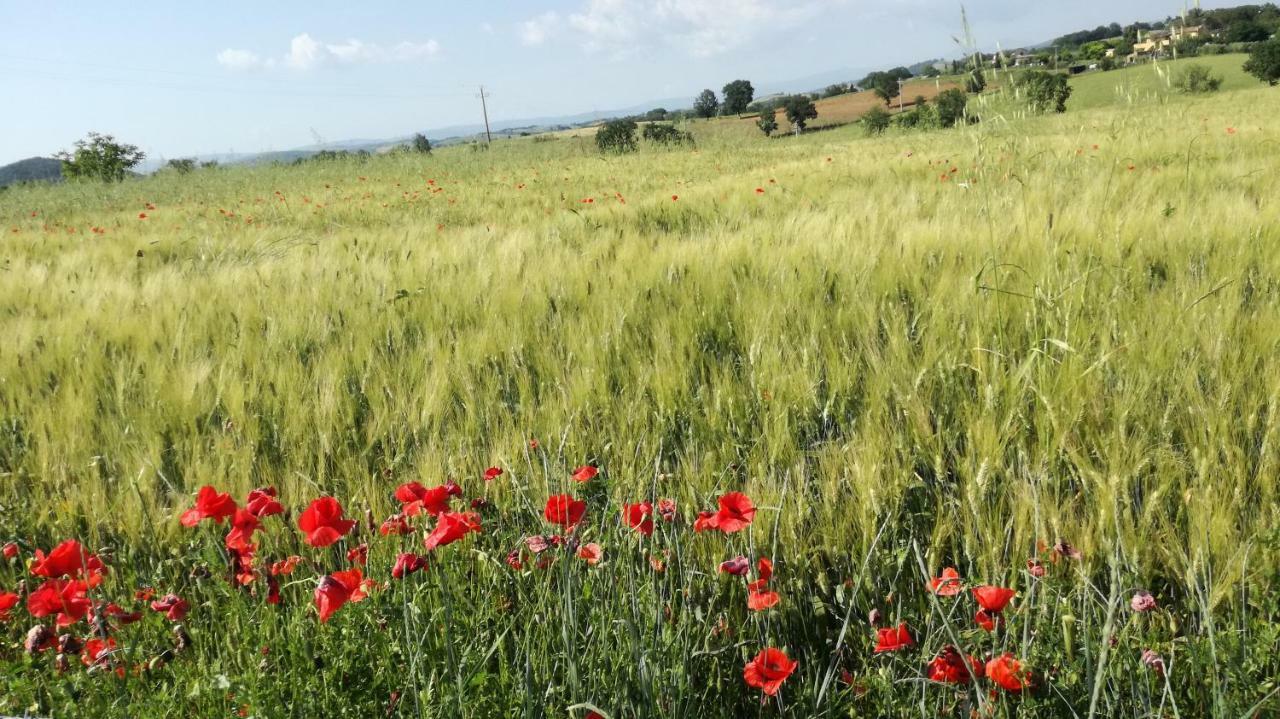 Agriturismo Cavallin Del Papa Capalbio Εξωτερικό φωτογραφία